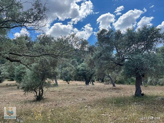 Milas Karakuyu'da Bakımlı Zeytinlik 6.292 m Yola Cepheli