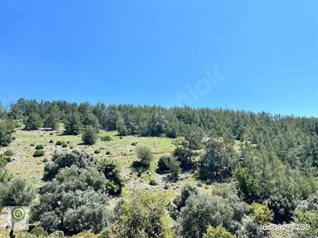 Milas Kayadere de Çeşmeli, Zeytin Ağaçlı 20.245 m 'Yatırımlık Tarla!