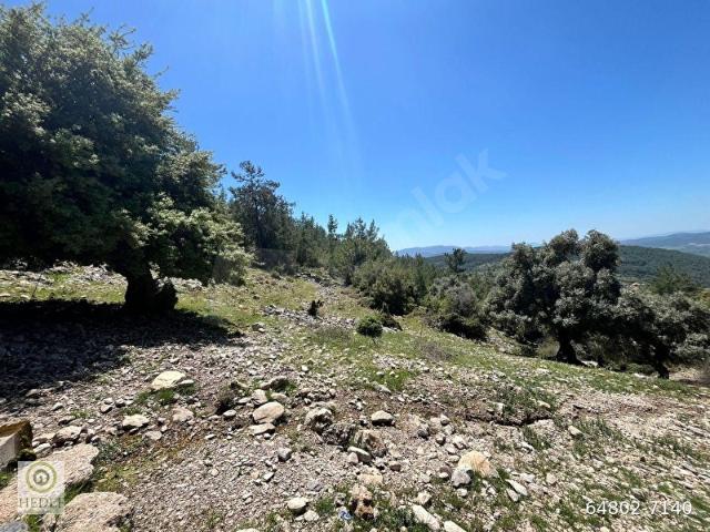 Milas Kayadere de Çeşmeli, Zeytin Ağaçlı 20.245 m 'Yatırımlık Tarla