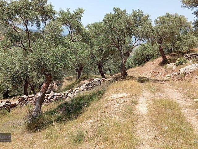 Milas Kemikler Köyünde Satılık 2519 m2 Zeytinlik