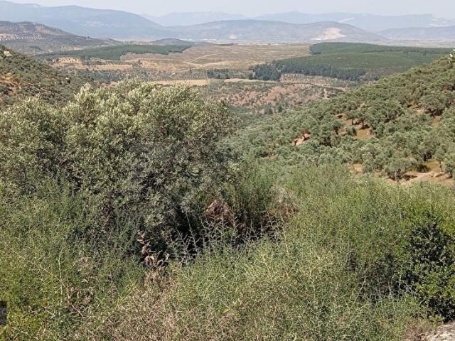 Milas Kemikler Köyünde Satılık 4548 m2 Zeytinlik