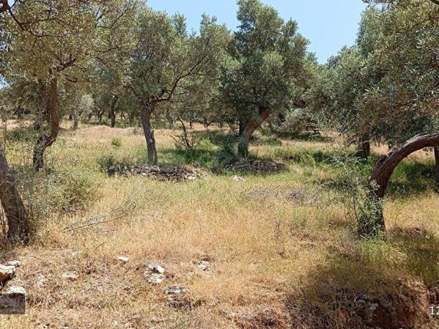 Milas Kemikler Köyünde 4548 m2 Satılık Zeytinlik