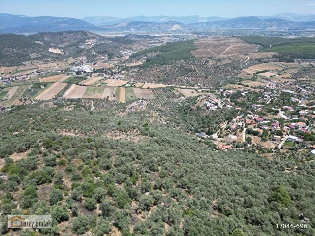 Milas Kemikler'de Satılık 27.454 m Zeytinlik