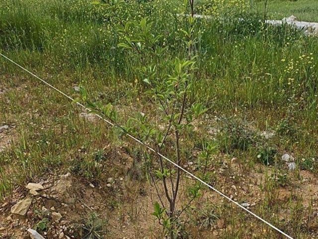 Milas, Kultak, Akbük Koyuna 8km Mesafede Ana Yol Üstü Satılık 3416 m2. Tarla