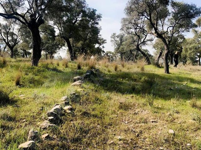 Milas merkeze yakın satılık zeytinlik