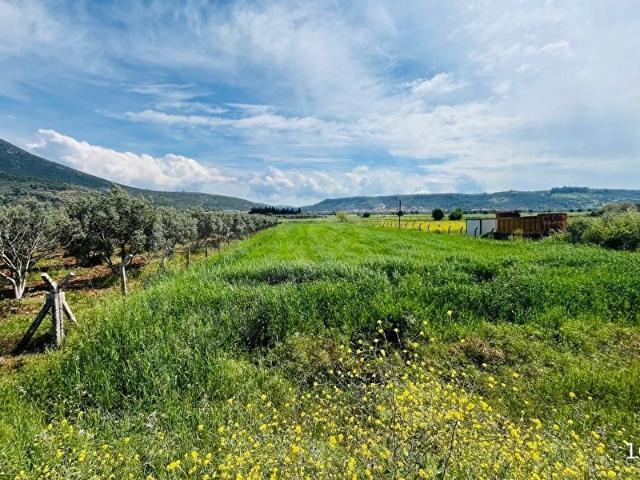 Milas Mutluca Mahallesinde 2.945 m Satılık Tarla