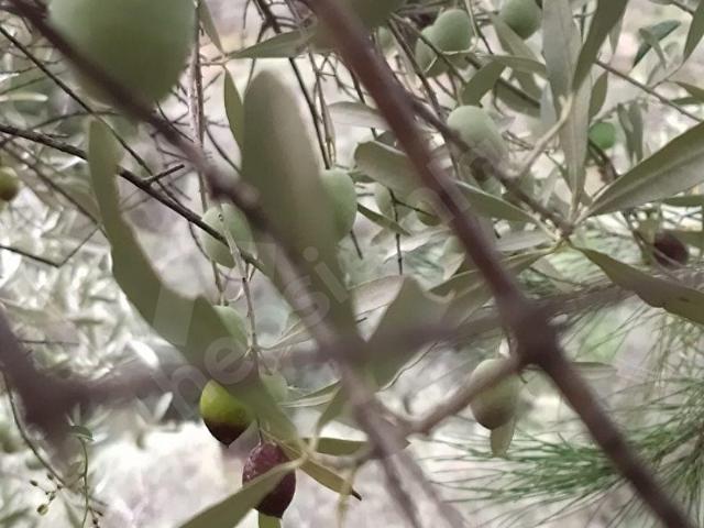 Milas Pınarcık ta 9.598 m2 Satılık Zeytinlik