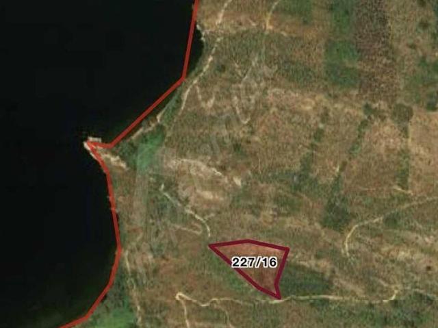Milas Pınarcık'ta Bafa Gölü Manzaralı Yatırımlık Zeytinlik