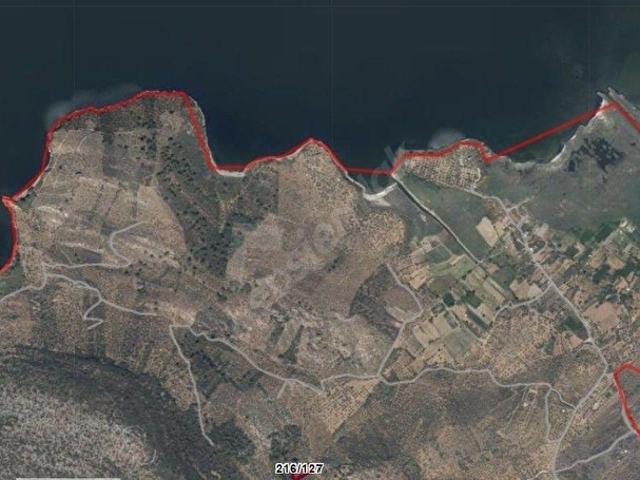 Milas pınarcıkta Göl manzaralı zeytinlik
