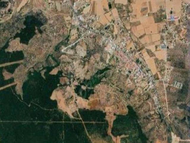Milasa 3 Km, Beçine Yakın Mutluca Mevkiinde 25 Dönüm Zeytinli Tarla