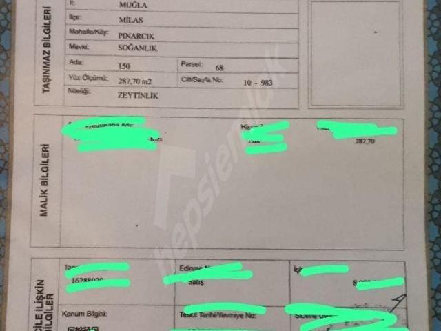 Milasta Yatırımlık Satılık Zeytinlik