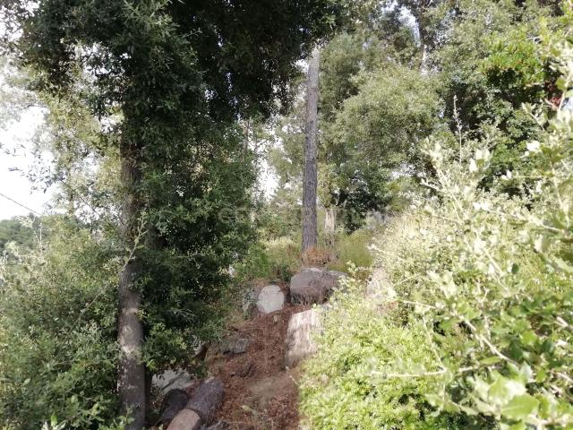 Mirador del Montnegre
