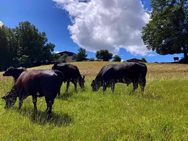 Montauban 82000 Achat / Vente maison 5 pièces t5