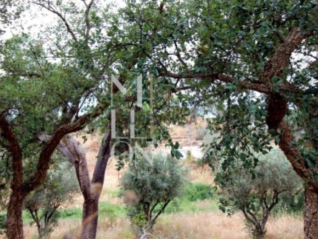 Quintinha para recuperar com uma área de 27 hectares com casa em ruina na aldeia de Hortinhas