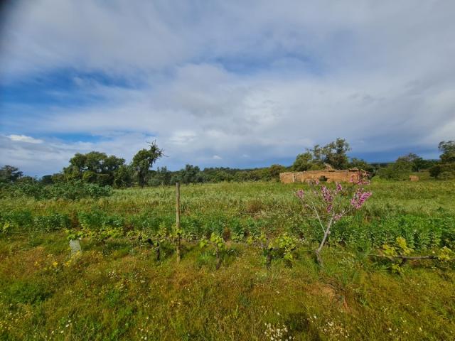 MONTE ALENTEJANO EM MELIDES