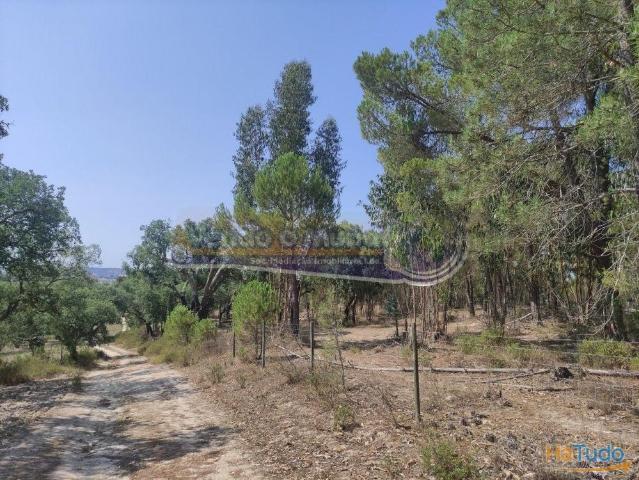 Monte Alentejano em Mora MOR037 | 26083591021