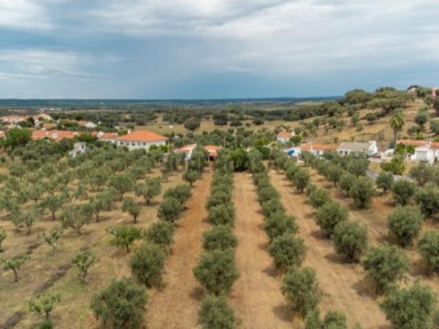 Monte em Avis com 1.2 hectares