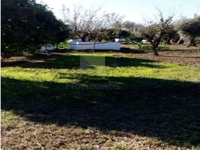 Montemor Montemor 98963981
