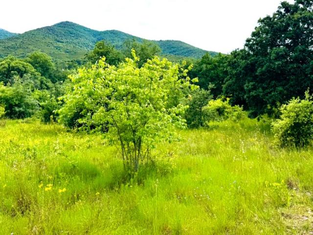 Montesquieu des Albères Vente Terrain 66