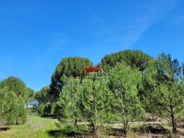 Montijo Setúbal 63550727