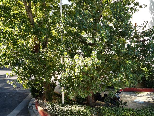 Montpellier Vente Appartement 34