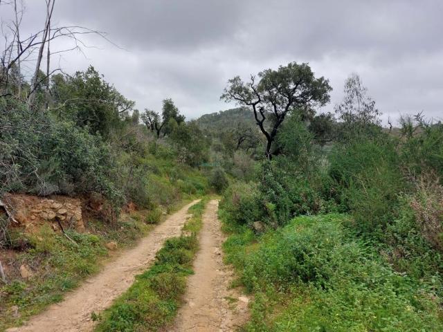 Monchique Algarve 99722983