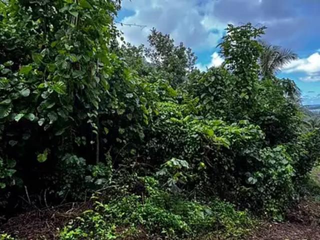 Moorea Maiao 98728 Achat / Vente terrain
