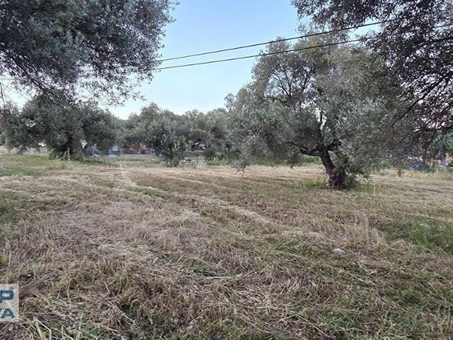 Mordoğan DenizeYürüme Mesafesi Betonarme Konutlu 7794m TARLA