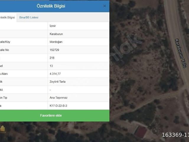 Mordoğan'ın En Güzel Yerinde 4.315 m2 Deniz Manzaralı Zeytinlik