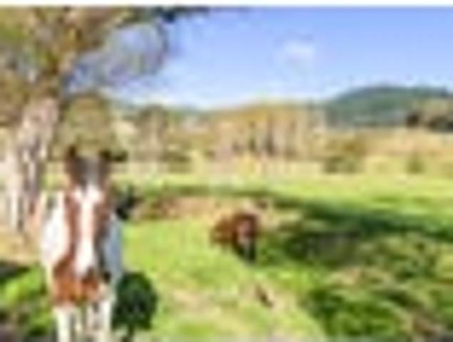 PONIES IN THE PADDOCK!