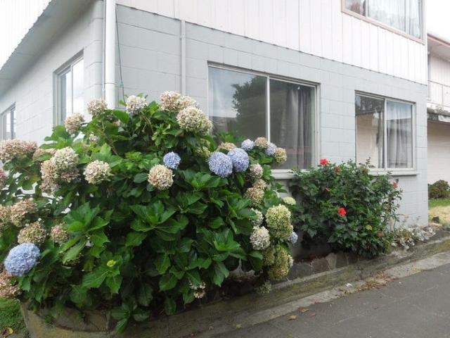 mount maunganui, 1 bedroom