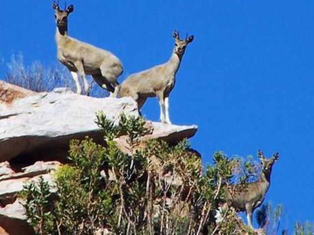 mountain / karoo haven