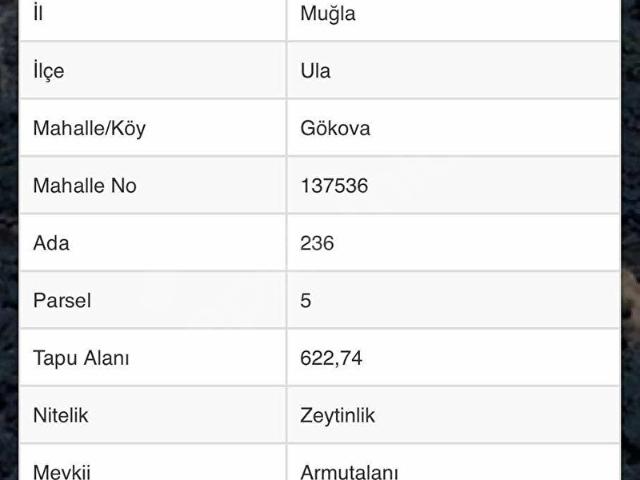 Muğla Ula da gökova mah. 622 m2 satılık zeytinlik arsa