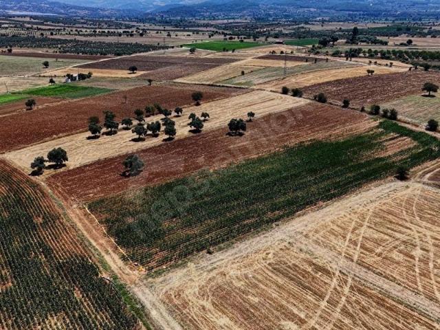 MUĞLA YATAĞAN HACIBAYRAMLAR'DA SATILIK 18.546 M TARLA