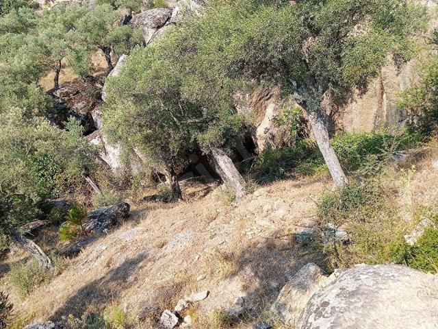 MUĞLA YATAĞAN HİSARARDI MAHALLESİ SATILIK 2.515 M ZEYTİNLİK
