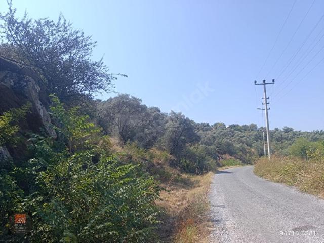 Muğla Yatağan Kafkaplancık Mahallesi'nde Yatırıma Uygun Satılık Tarla Ve Zeytinlik