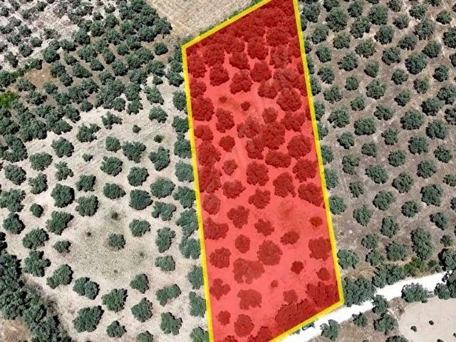 Muğla Yatağan Turgut Mah. 5.679 m Satılık Verimli Zeytinlik