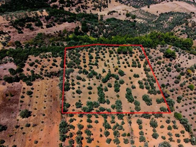 MUĞLA YATAĞAN TURGUT MAHALLESİ 12.236 M2 SATILIK TARLA