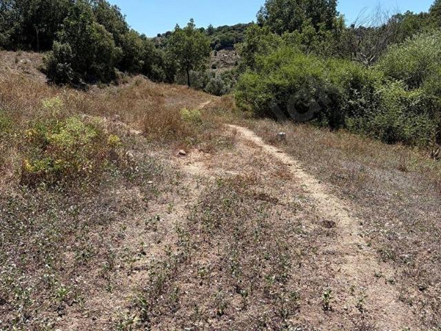 MUĞLA YATAĞAN YAVA'DA ARAÇ YOLU OLAN 10.332 M SATILIK ZEYTİNLİK