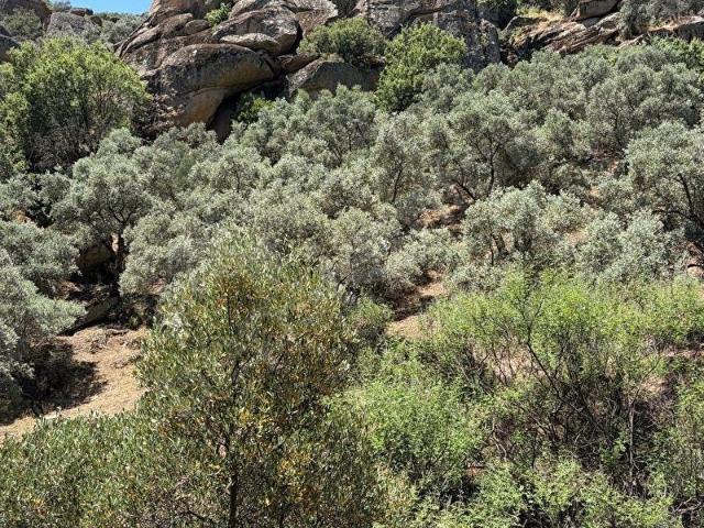 MUĞLA YATAĞAN YAVA'DA ARAÇ YOLU OLAN 5864 M SATILIK ZEYTİNLİK