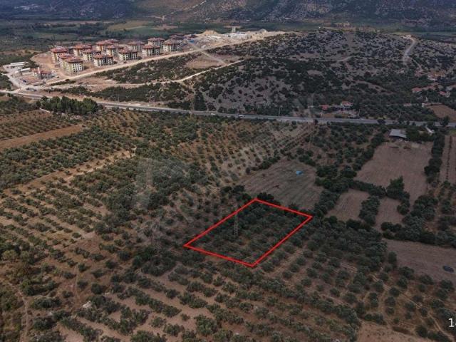 MUĞLA YATAĞAN YENİKÖY MAHALLESİ 2734 M2 SATILIK ZEYTİNLİK