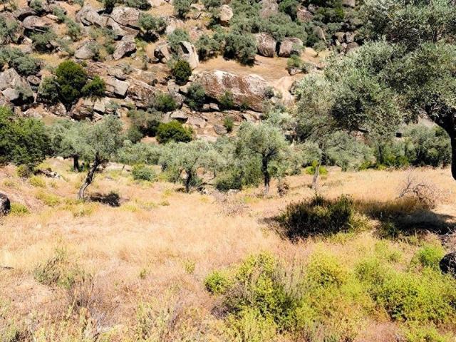 MUĞLA YATAĞAN'DA ARAÇ YOLU OLAN 5126 M SATILIK ZEYTİNLİK