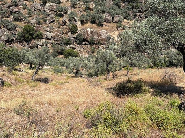 MUĞLA YATAĞAN'DA ARAÇ YOLU OLAN 2925 M SATILIK ZEYTİNLİK