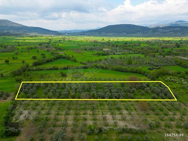 MUĞLA YEŞİLYURT'TA ZEYTİNLİK