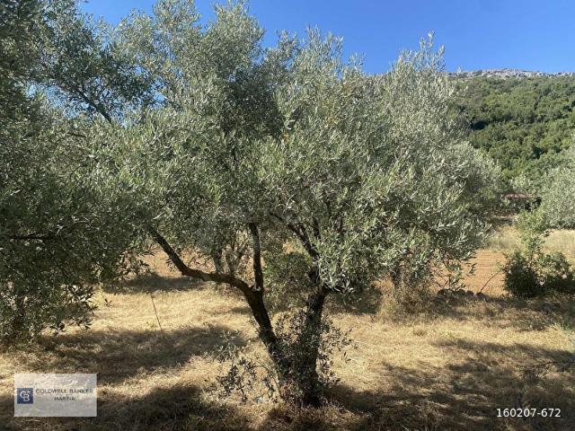 Muğla Yenice'de 4644m2 Satılık Tarla