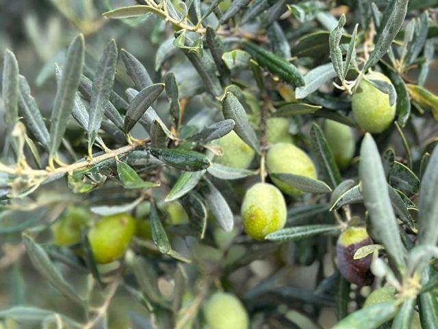 MUĞLA YERKESİK'TE %5 İMARLI ARSA