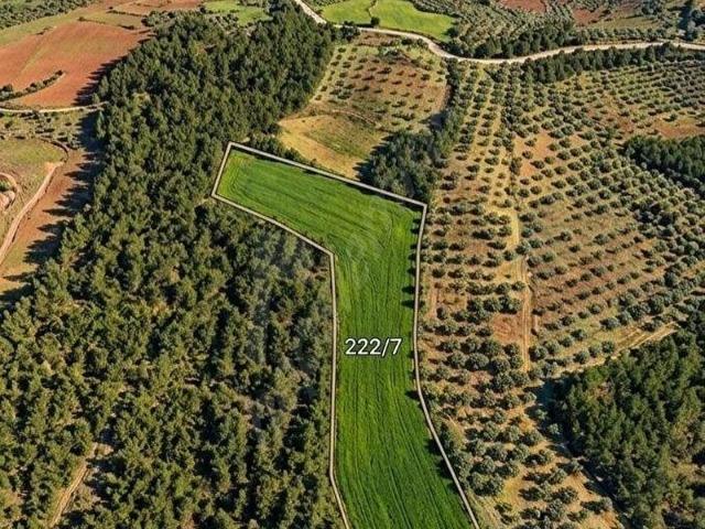 Muğla Yerkesikte Doğayla İç İçe, Yolu Mevcut Satılık Tarla