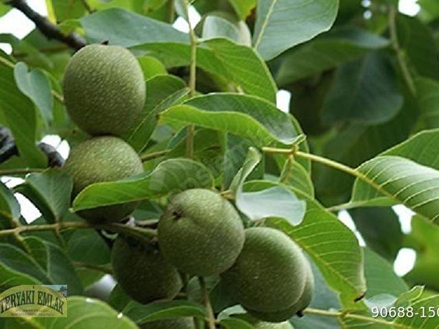 MUĞLA DA SATILIK CEVİZ BAHÇESİ