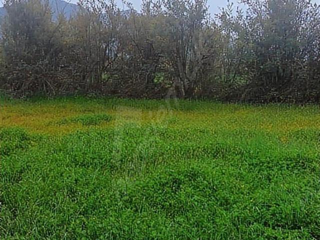 Muğla Dalyan SATILIK 750 m2 Tarla