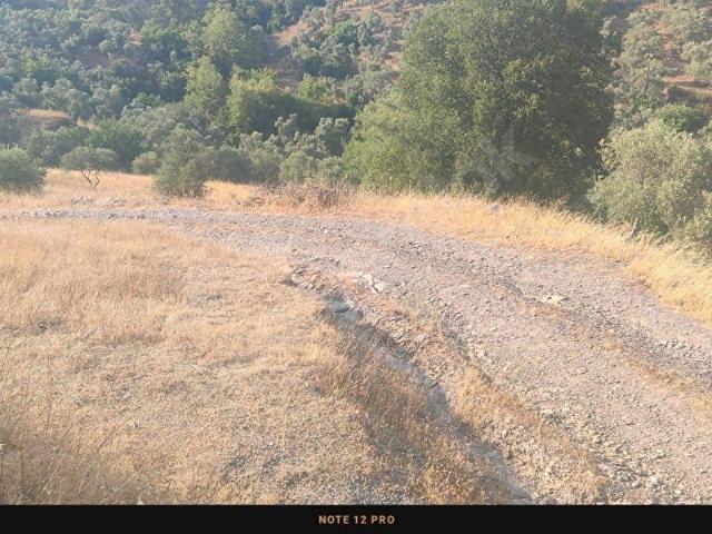 MUĞLA İLİ,MİLAS İLÇESİ,BAYIR MAH.DEREYE&YOLA CEPHE 3.226 M2 ZEYTİNLİK SATILIK